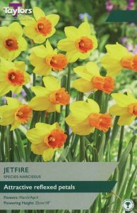 Narcissi - Jetfire