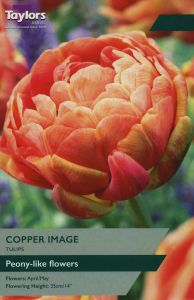 Tulips - Copper Image