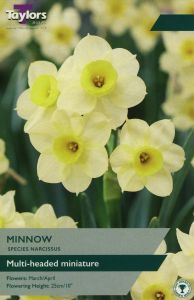 Daffodils - Minnow