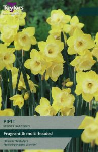 Taylors Narcissi - Pipit