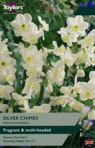 Narcissi - Silver Chimes