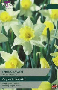 Narcissi - Spring Dawn