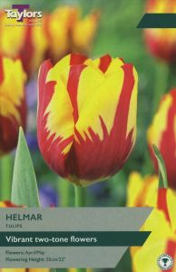 Tulips - Helmar