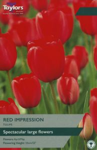 Tulips - Red Impression