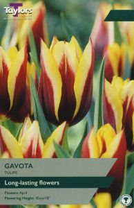 Tulips - Gavota