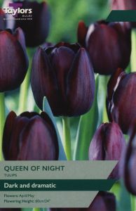 Tulips - Queen Of The Night