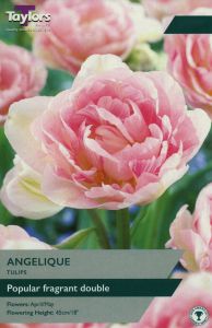 Tulips - Angelique