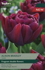 Taylors Tulips - Alison Bradley