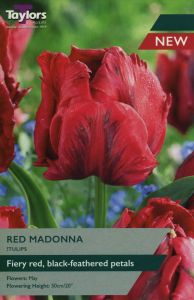 Tulips - Red Madonna