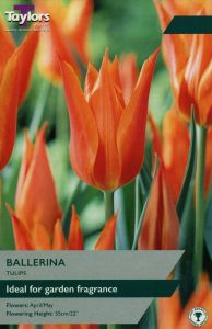 Tulips - Ballerina