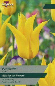 Tulips - Schiedam