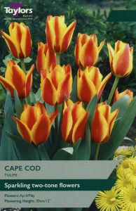 Tulips - Cape Cod