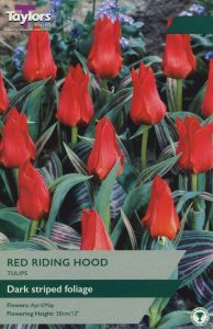 Tulips - Red Riding Hood