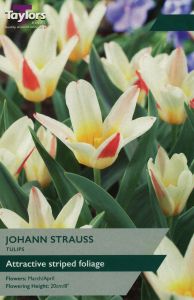 Tulips - Johann Strauss