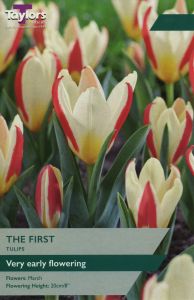 Tulips - The First