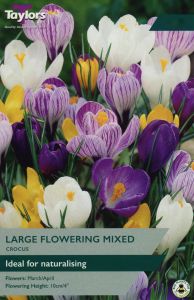 Taylors Crocus - Mixed