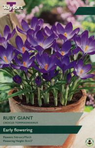 Crocus - Ruby Giant