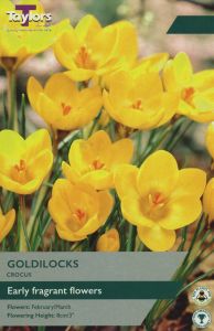 Crocus - Goldilocks