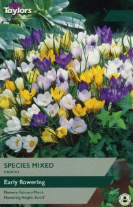 Taylors Crocus - Mixed Species
