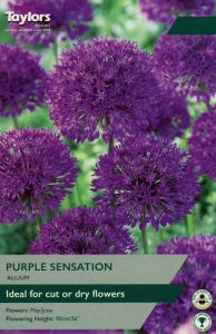 Allium - Purple Sensation