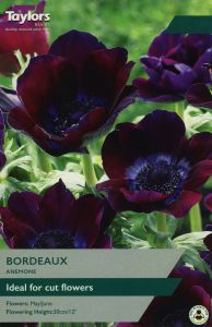 Anemone - Bordeaux