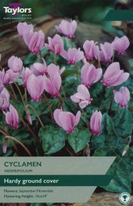 Taylors Bulbs Cyclamen Hederifolium