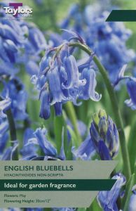 English Grown Bluebells