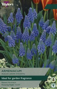 Taylors Muscari Armeniacum