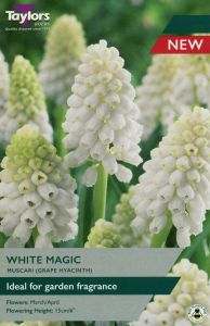 Taylors Muscari - White Magic