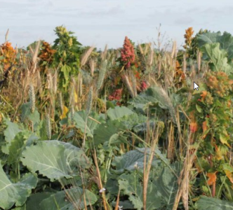 WBS2 Wild Bird Seed 2 Year Mix 20kg AB9