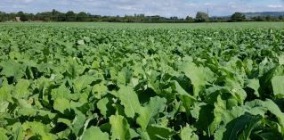 Winfred Hybrid Rape 5kg