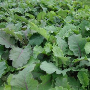 Zoom Brassica Mix 5kg
