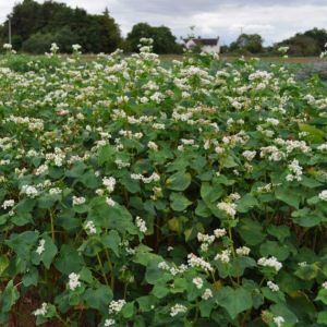 Buckwheat 20kg