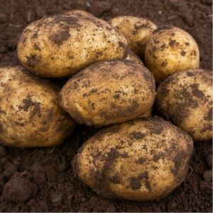 20kg Caledonian Pearl Seed Potatoes