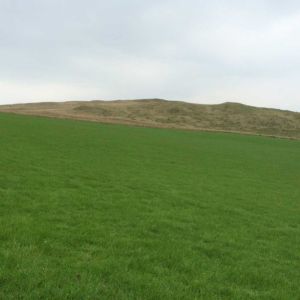 Celt 20kg