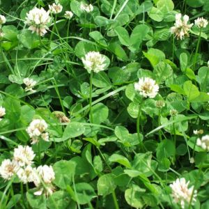 Cutting Clover Blend 1kg