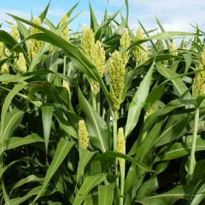Dwarf Sorghum 10kg