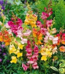 Antirrhinum Circus Clown Mix