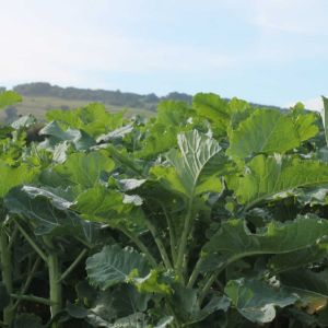 Surefire Kale Blend 2kg  