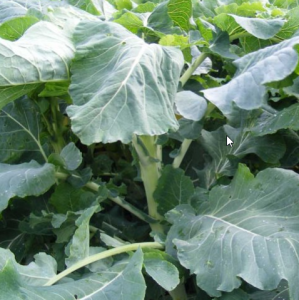 Grüner Angeliter 1kg