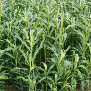 Intermediate Sorghum 10kg