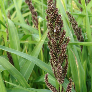 Japanese Reed Millet 10kg
