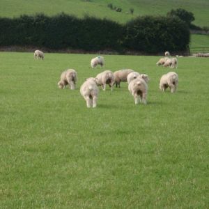 Javelin with Clover 20kg