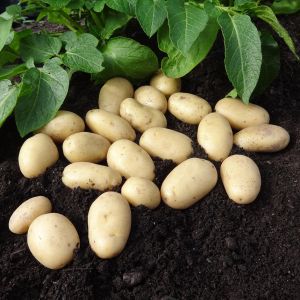 20kg Jazzy Seed Potatoes