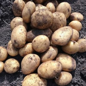 25kg Marvel Seed Potatoes