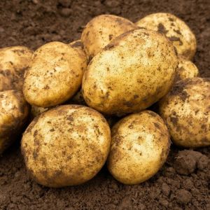 20kg Melody Seed Potatoes