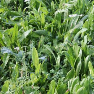Mixed Herbs 1kg