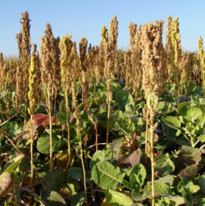 Overdrive Kale/Quinoa Mix 5kg