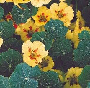 Nasturtium Peach Melba