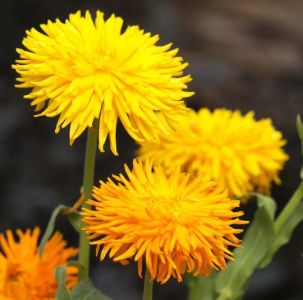 Calendula Porcupine